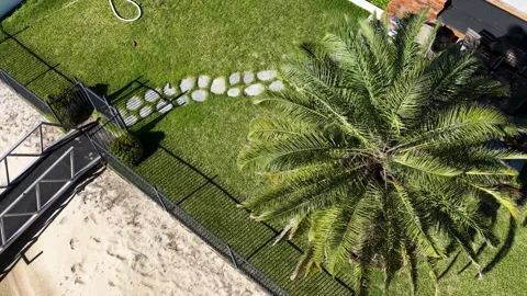 Aerial Top Down View of Palm Tree in Backyard Garden Stock Footage 338424770