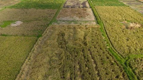 Aerial Top Down View of Patchwork Rice Fields with Different Harvest Stages Fotos de archivo