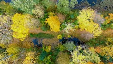 Aerial top-down view of a path in an autumn forest 스톡 동영상 164411517