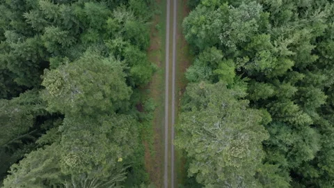 Aerial top-down view of path winding through forest Stock Footage 263154746