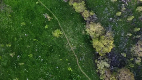 Aerial Top Down View of Path through Green Spring Meadow - Copy Space Stock Footage 332205247