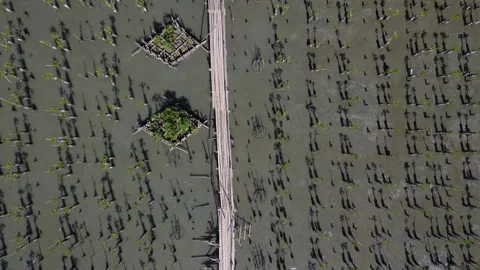 Aerial-top-down-view-of-pathway-through-dense-forest Stock Footage 344780774