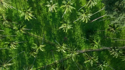Aerial top down view patterns in a coconut palm tree plantation in Stock Footage 172143491