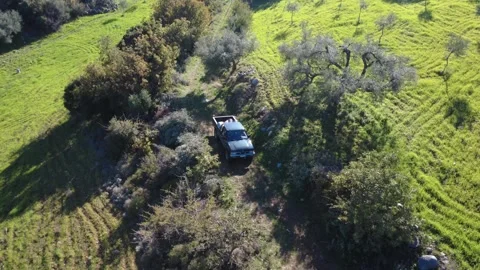 Aerial top down view of pickup truck among olive trees on rough grove landscape Stock Footage 337459159
