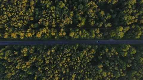 Aerial top down view of pine forest with road and vehicles Video stock 164302603