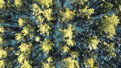 Aerial top down view of pine forest in winter against background of setting sun Stock Footage 170851320