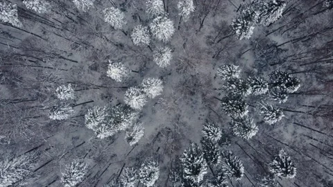 Aerial Top Down view of pine and beech forest covered with snow Stock Footage 231632686