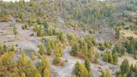 Aerial Top-Down View of Pine Forest with Arid Ground Video stock 302918266