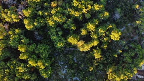 Aerial top down view of pine trees in stari grad forest, croatia Stock Footage 340182273