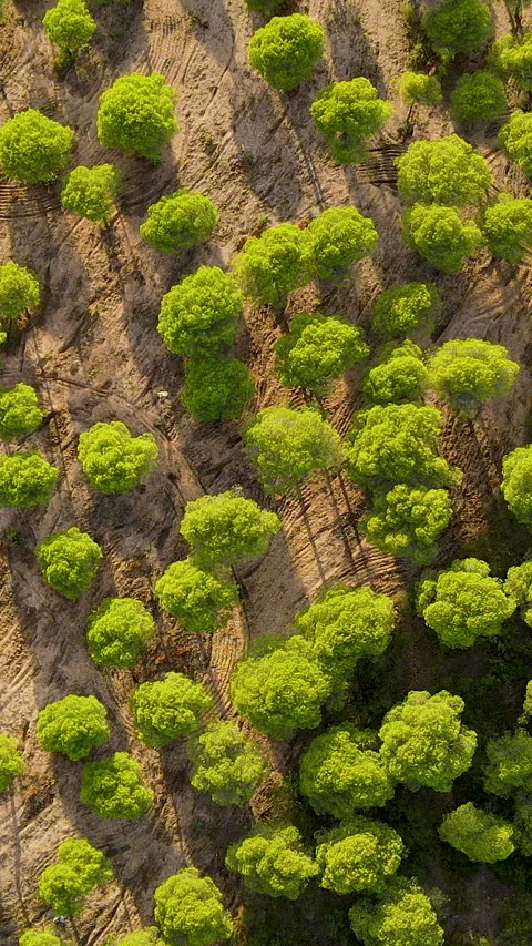 Aerial Top Down View Of Pine Tree Forest In El Rompido Spain Stock Footage 340903124