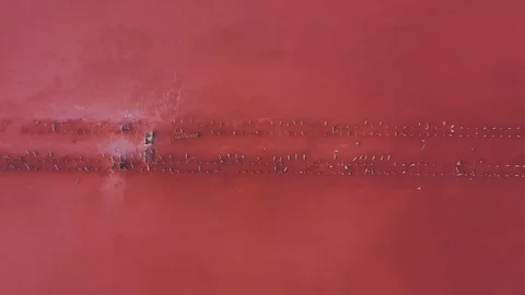 Aerial top down view pink water in salt Crimean lake. Birds fly above lake Stock Footage 118741412