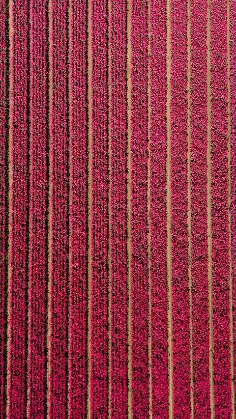 Aerial top down view of pink tulip fields in holland Stock Footage 327114071