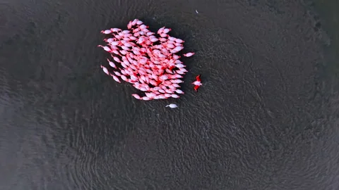 Aerial top down view of pink flamingo flock in dark water Stock Footage 328660949