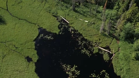 Aerial top down view of plants growing on a lake in a swamp. Stock Footage 197581499