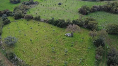 Aerial top down view of plowed field with olive trees on hillside Stock Footage 337459811
