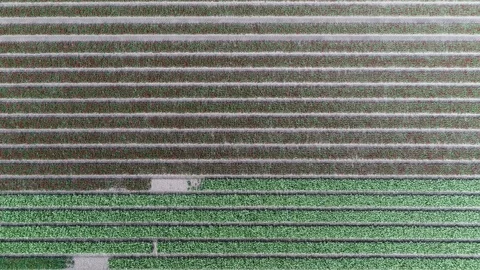 Aerial top down view of polder landscape tulip field 4k Stock Footage 78998377