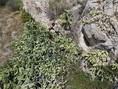 Aerial top down view of prickly pear cactus patch on Costa Brava in Palamos.. Stock Photos