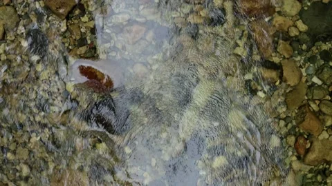 Aerial top down view of a quiet stream with clear water and pebbles Stock Footage 160324734