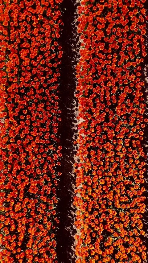 Aerial top down view of red tulip field Stock Footage 327113628