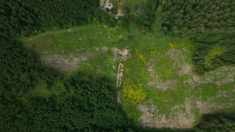 Aerial top down view of red roof home in forest clearing Stock Footage 327548808