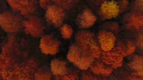 Aerial Top Down View of Red Dawn Redwood Forest in Autumn Season Stock Footage 342238193