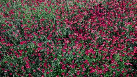 Aerial top down view of a red poppy wildflower carpet Stock Footage 343693212