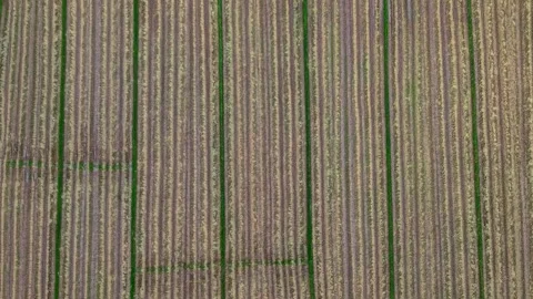 Aerial top down view of rhythmic harvest patterns in rice fields 스톡 동영상 334520169