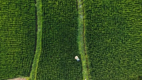 Aerial top down view of a rice paddy field in Bali, Indonesia 4K Stock Footage 254471512