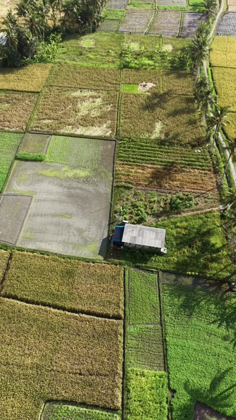 Aerial Top Down View of Rice Fields Patchwork and Farmer Hut Stock Footage 335945254