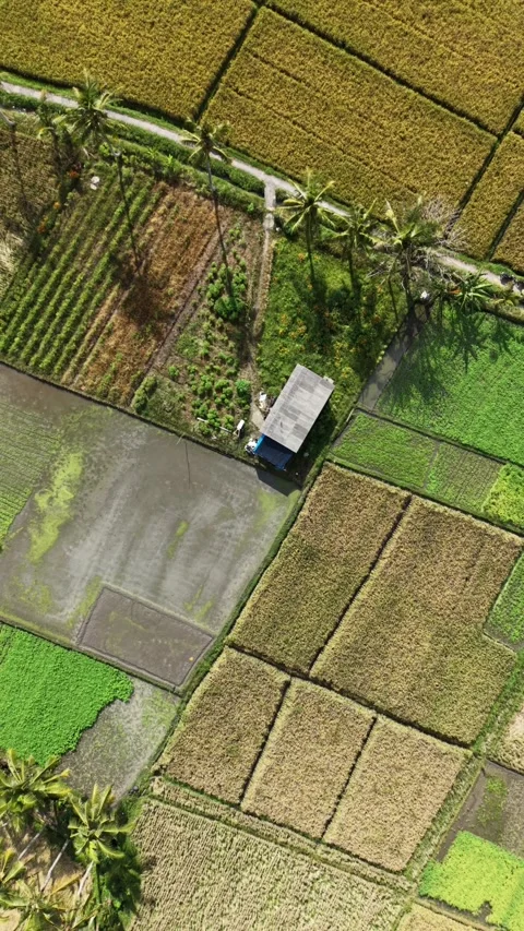 Aerial Top Down View of Rice Fields and Farmhouse in Bali Video stock 336226252
