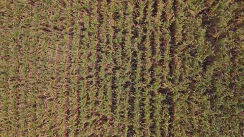 Aerial Top-Down View of Rice Field After Harvest with Regrowth Pattern Stock Footage 338038116