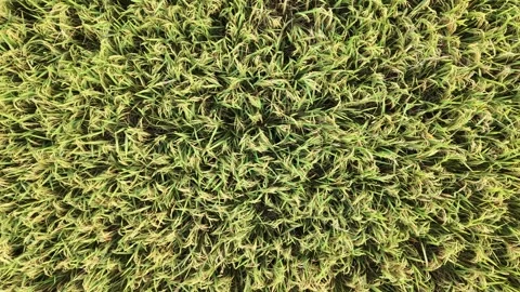 Aerial Top-Down View of Ripening Rice Paddy Field Stock Footage 334621279