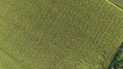 Aerial Top-Down View of Ripening Rice Fields Swaying in Wind Stock Footage 334622061