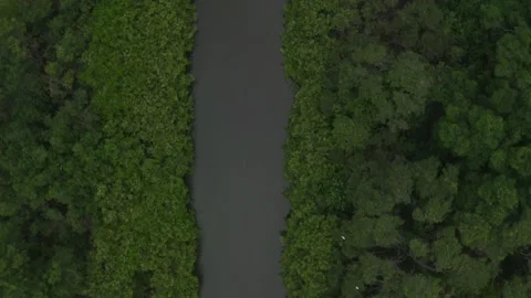 Aerial top down view of a river flowing through the mangroves to the ocean Stock Footage 146754189