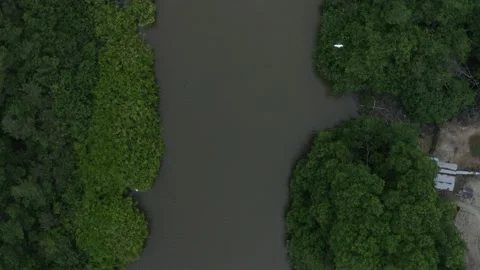 Aerial top down view of a river flowing through the mangroves with white herons Stock Footage 146754276
