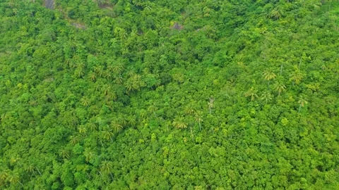 Aerial top down view river in tropical jungle green rainforest. Stock Footage 232195534