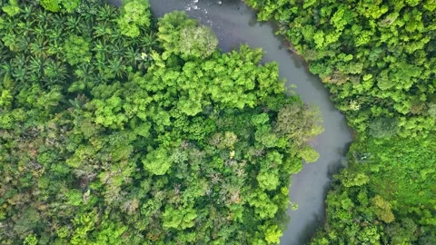 Aerial Top Down View of River Fork With Island in Tropical Rainforest Stock-Footage 335806691