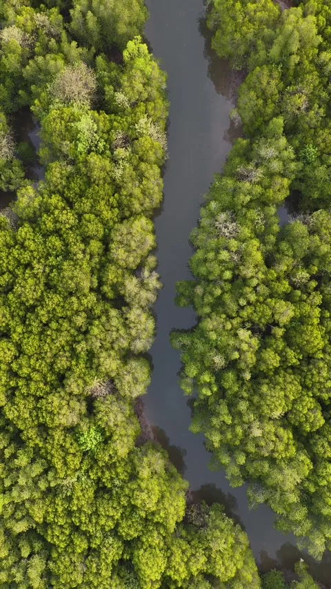 Aerial Top Down View of River Flowing Through Mangrove Forest in Koh Lanta, Stock Footage 335945921