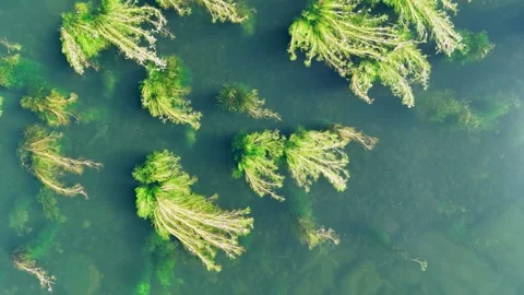 Aerial top down view of river plants and carp fish swimming Stock Footage 337826186