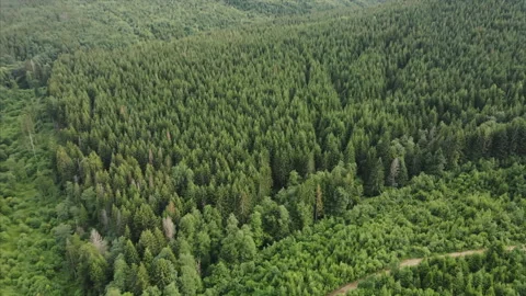 Aerial top down view of road in forest Stock Footage 136307855