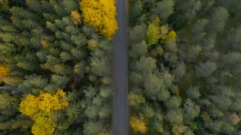 Aerial top down view of road in forest in autumn. Stock Footage 162606481