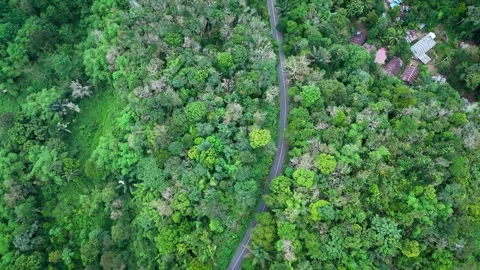 Aerial Top Down View of Road Cutting Through Tropical Rainforest Canopy Stock-Footage 335806776