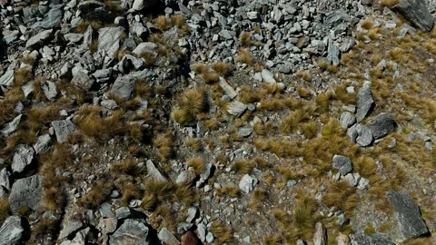 Aerial top down view of rocky alpine terrain with sparse vegetation Stock Footage 341606513