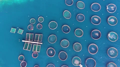 Aerial top down view of round net cages of offshore aquaculture fish farm for Stock Footage 345687776