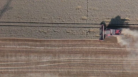 Aerial top-down view of a row of combine harvesters working collect golden wheat Stock Footage 280138589