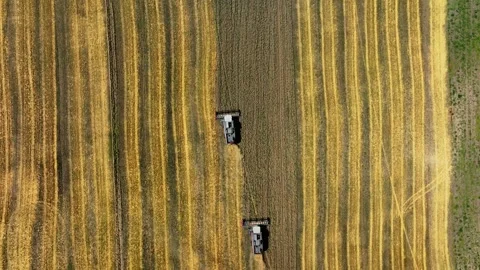 Aerial top-down view of a row of combine harvesters working to collect wheat Stock Footage 304563265