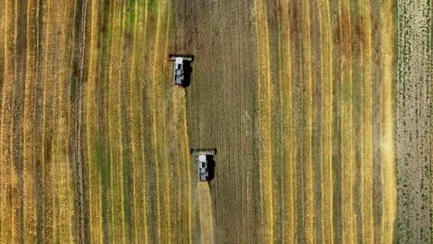 Aerial top-down view of a row of combine harvesters working to collect wheat Stock Footage 304563330