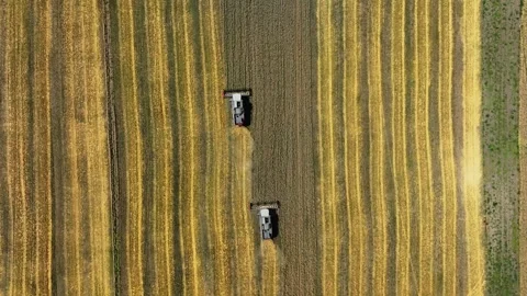 Aerial top-down view of a row of combine harvesters working to collect wheat Stock Footage 304563338