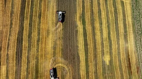 Aerial top-down view of a row of combine harvesters working to collect wheat Stock Footage 304563340