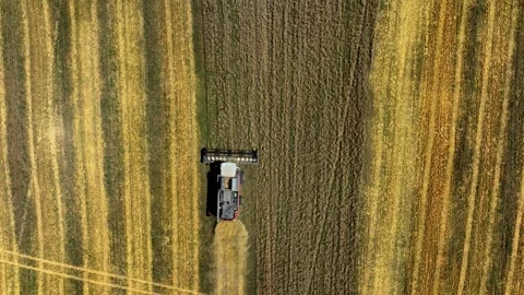 Aerial top-down view of a row of combine harvesters working to collect wheat Stock Footage 304580059